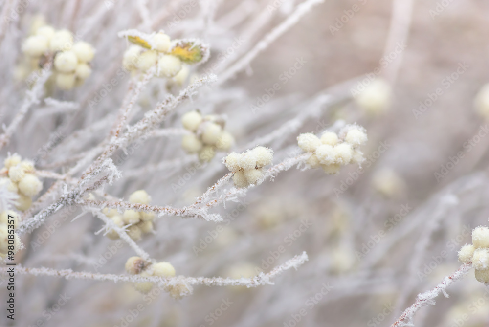 Hoarfrost on the bushes and berries of snowberry Hoarfrost on the bushes and berries of snowberry
