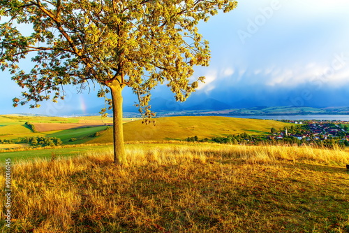 Beautiful landscape, green and yellow meadow and lake with tree. Slovakia, Central Europe.