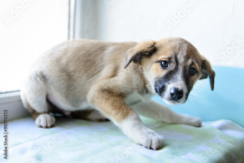 portrait little puppy