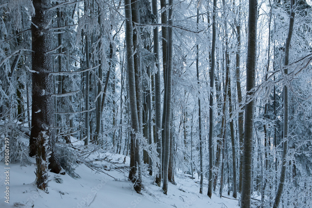 .Frost on trees in forest .Frost on trees in forest