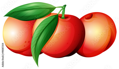 Fresh nectarines with leaves