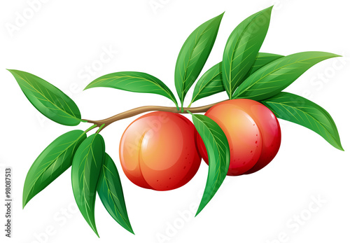 Fresh peaches on the branch