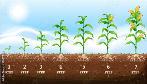 Growing corn on the ground