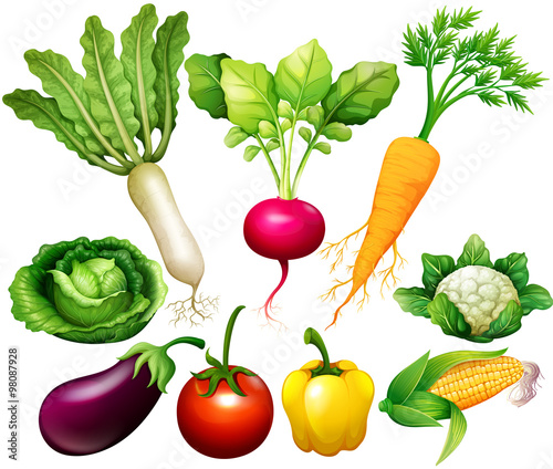 All kind of vegetables