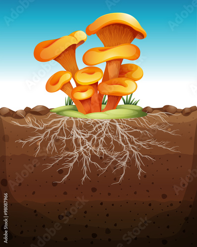 Mushroom in the ground