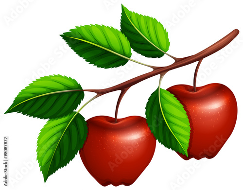 Fresh apples on the branch