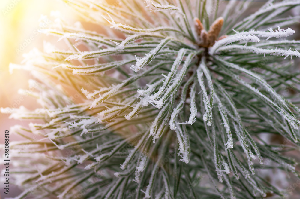 hoarfrost snow on pine, spruce hoarfrost snow on pine, spruce