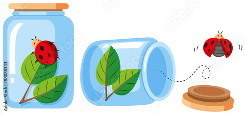 Ladybugs in the bottle and out the bottle
