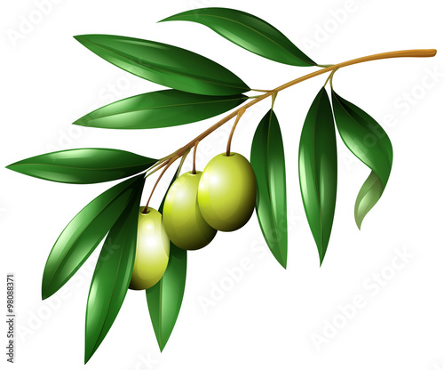 Green olives on the branch