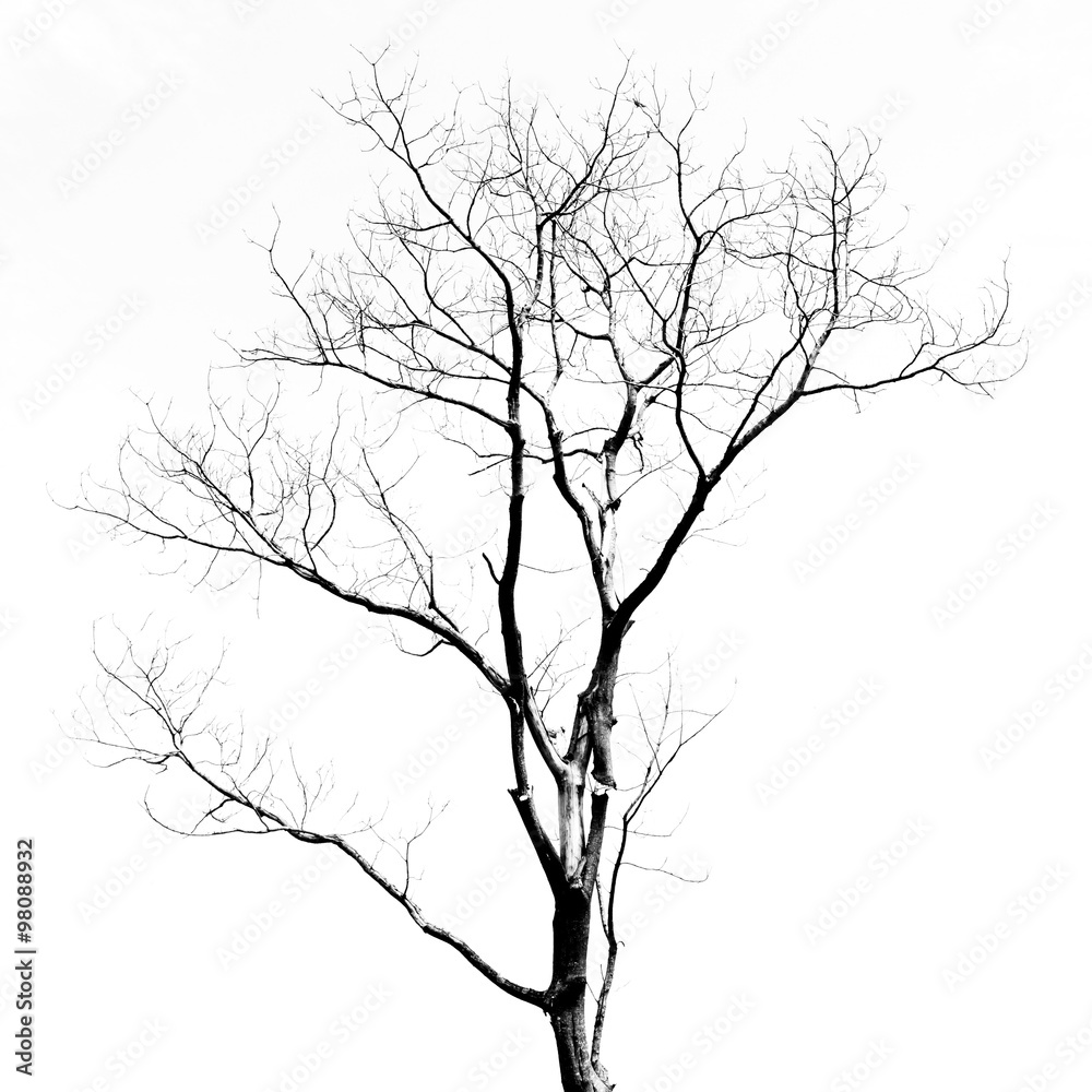 Dead Tree without Leaves