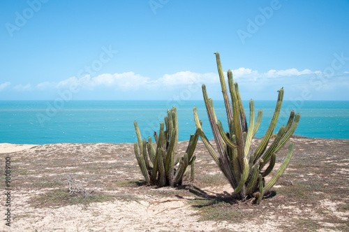 Cactus, Jericoacoara, Brazil