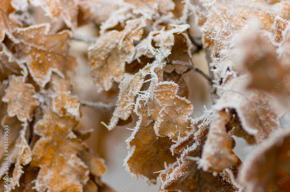 Leaves of oak tree with hoarfrost in forest Leaves of oak tree with hoarfrost in forest