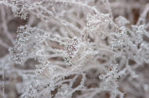 White wintry hoarfrost background © fotolesnik