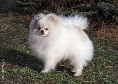 Beautiful Pomeranian, Dwarf Spitz on a natural background © goldika