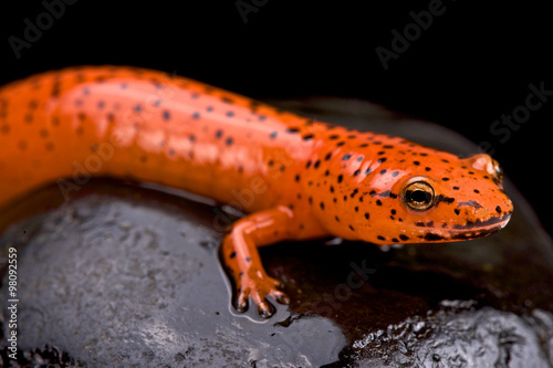 Red salamander (Pseudotriton ruber) photo