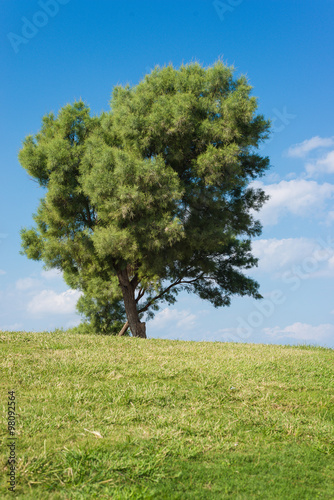 Green field with tree and blue sky background. 