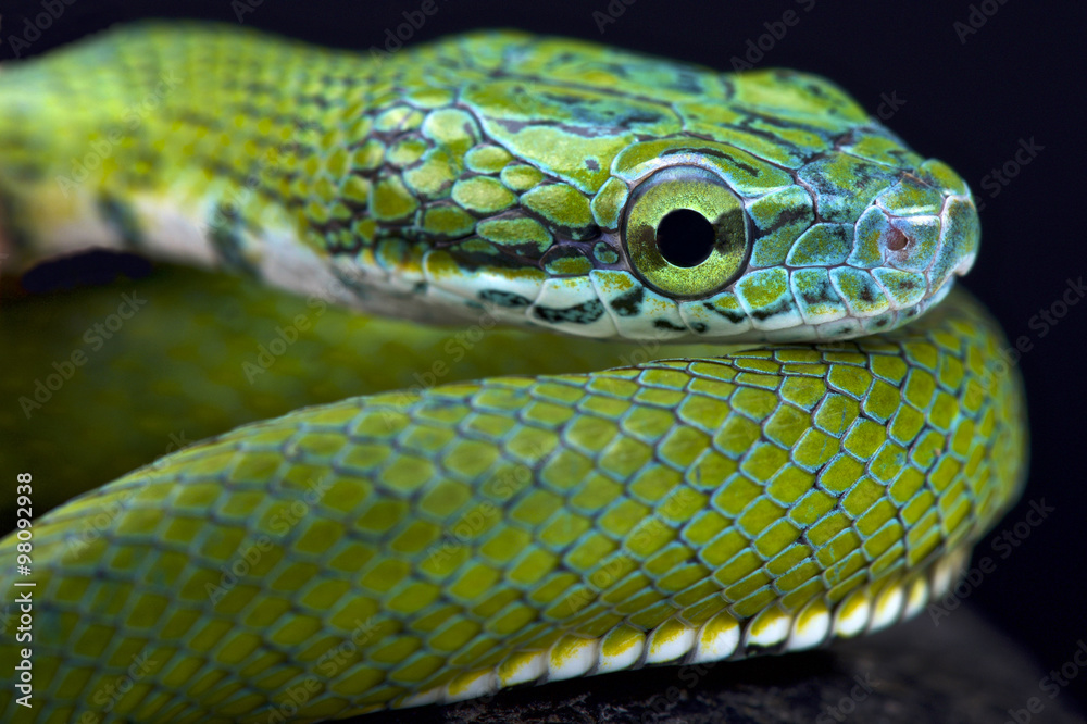 Obraz premium Green ratsnake (Rhadinophis prasinum)