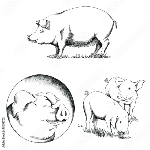 Pigs Illustrations