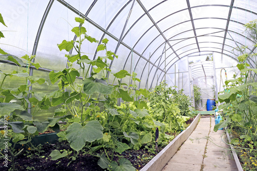 Cucumber plants in a greenhouse