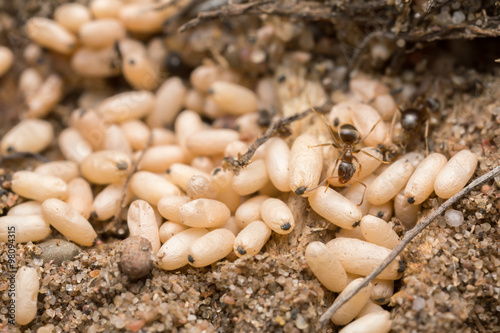Ants in nest rescuing eggs