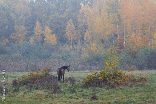 Wild horse in the fog