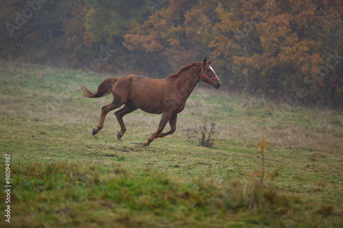 Running horse in the fog