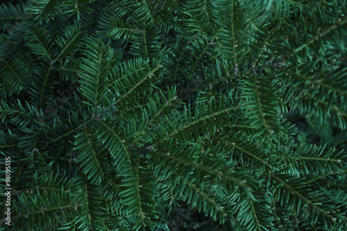 Frosty Needles