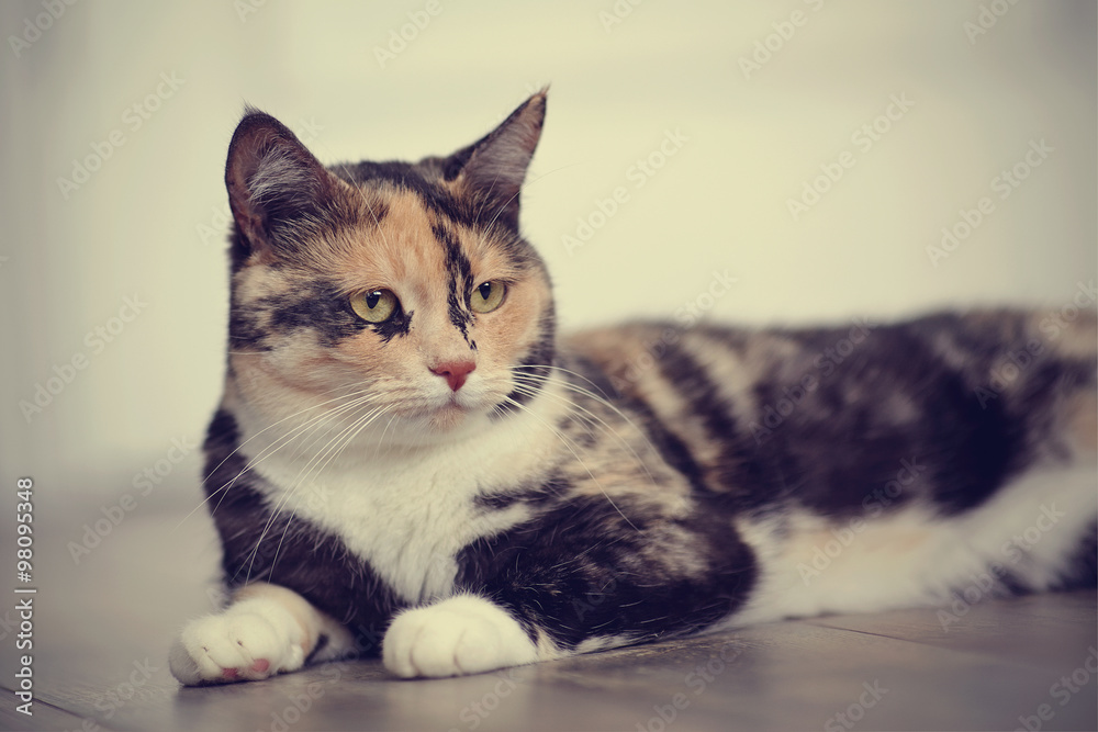 Portrait of the domestic multi-colored cat
