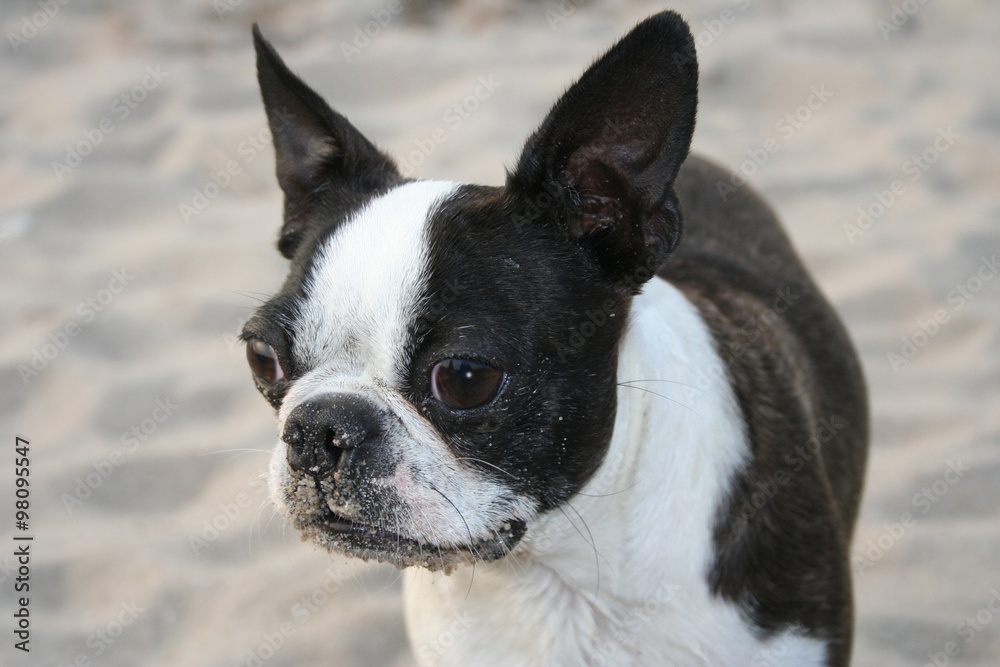 Boston Terrier am Strand