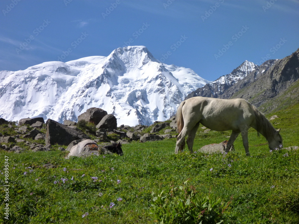 Fototapeta premium white horse on the meadow with snow capped mount Karakol in the background
