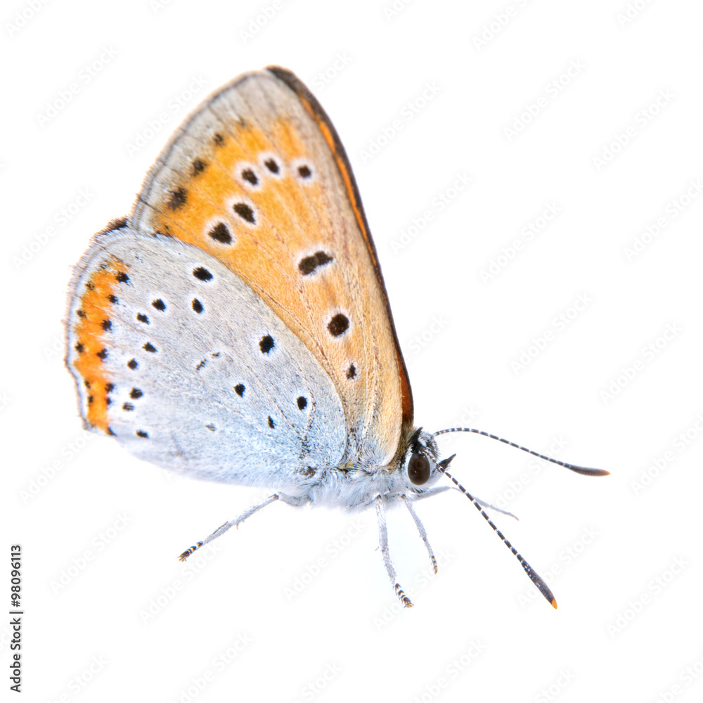 Colored butterfly sitting on the white background Colored butterfly sitting on the white background
