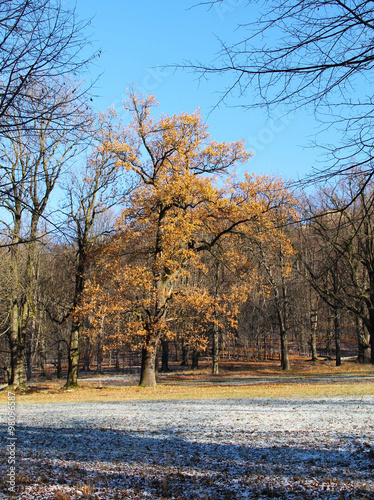 tree with yellow leaves and some bare ones in the nature sligthly covered with the first snow