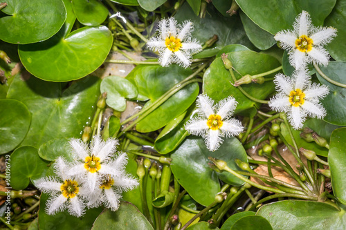 Water Snowflake or Nymphoides indica