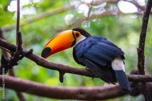 Toucan, National park Iguazu, Brazil
