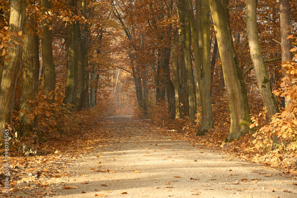 Fototapeta premium Lasy Wierzchosławice