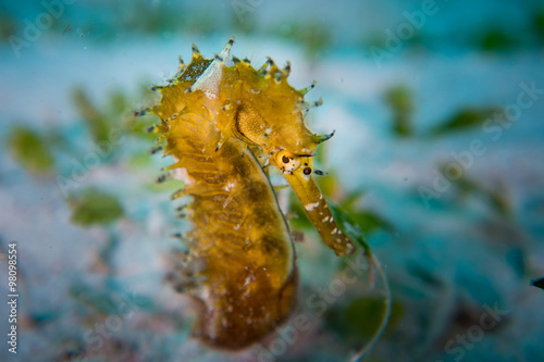 A Thorny Seahorse - Hippocampus histrix. Taken in Komodo National Park, Indonesia.