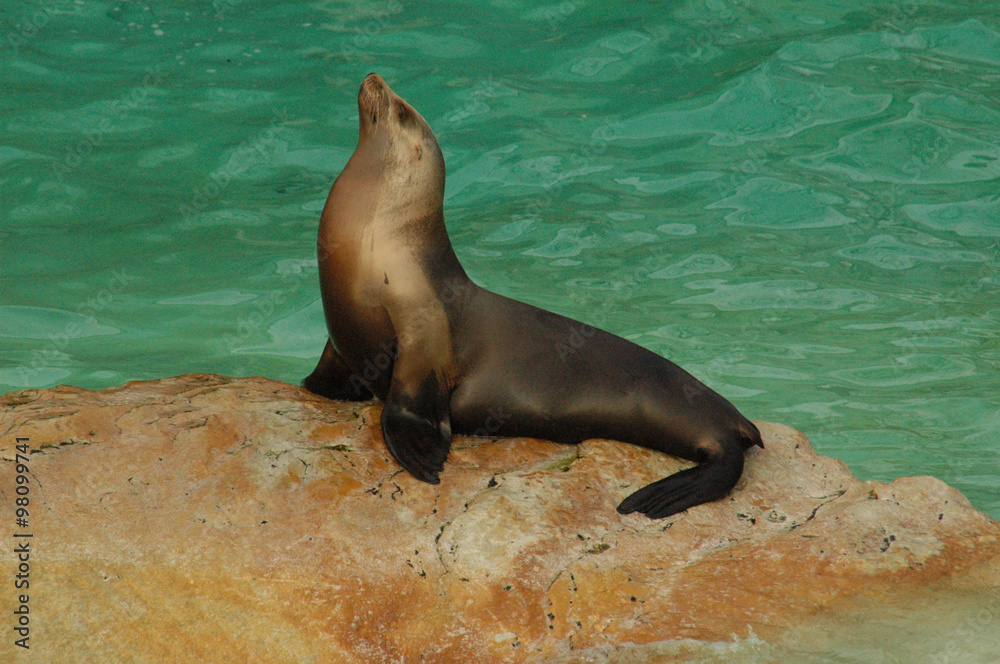 Obraz premium Seehund Robbe