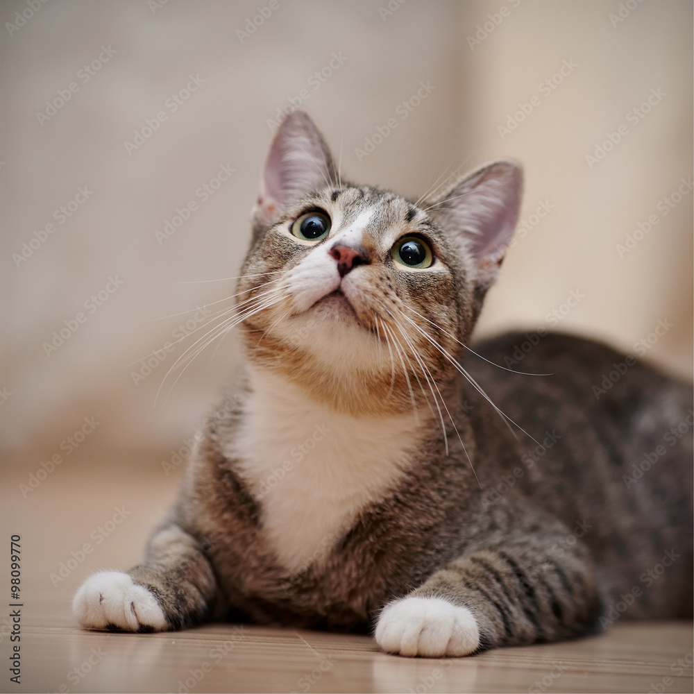 Portrait of a domestic young cat with green eyes Portrait of a domestic young cat with green eyes