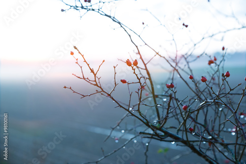 Rose hip bush in the winter mist