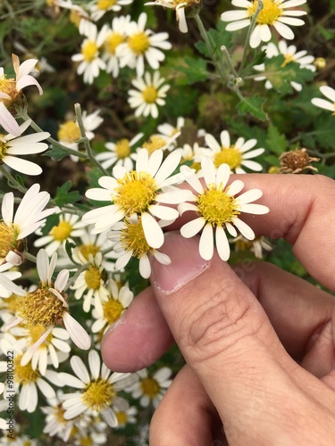 white flower and hand photo