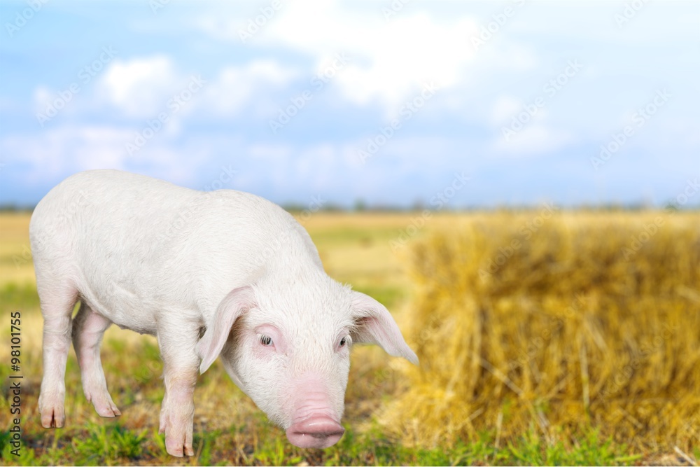 Obraz premium Pig.