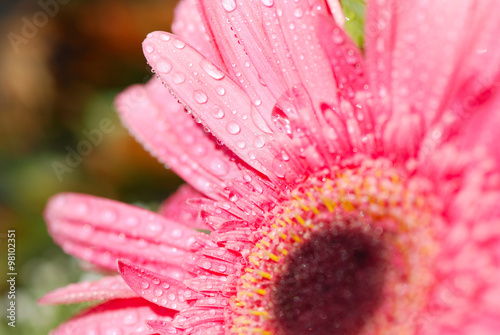 GERBERA ROSA