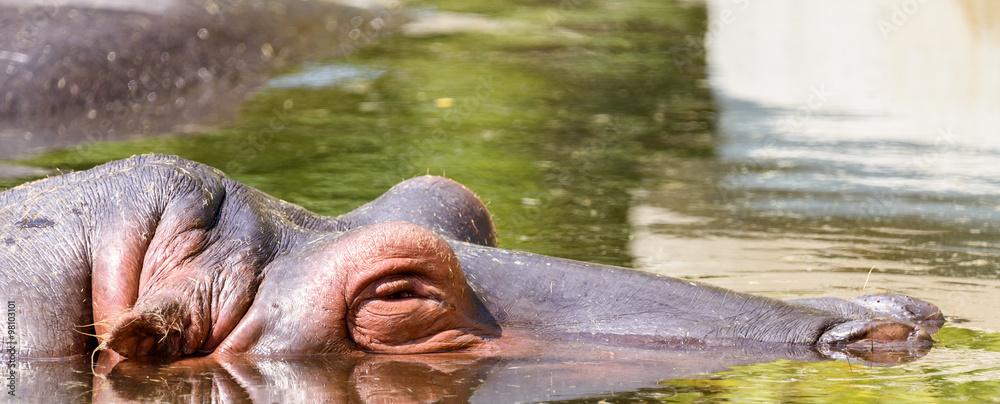 Wild Hippopotamus Sleeping Under Water Wild Hippopotamus Sleeping Under Water