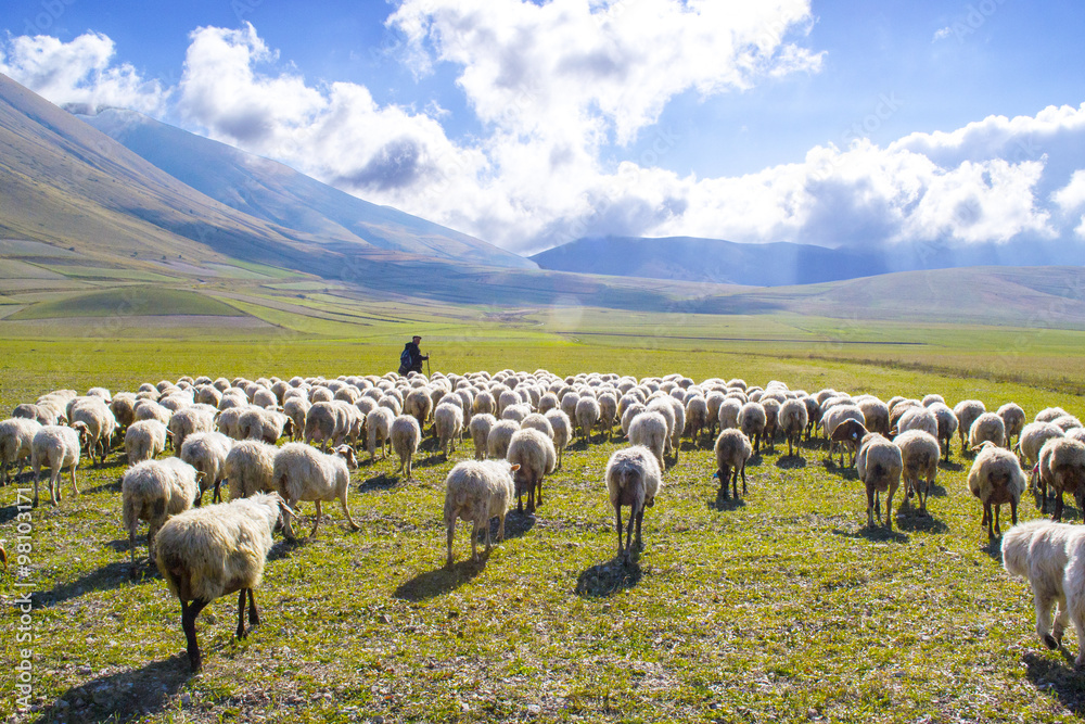 Naklejka premium pasterz ze stadem owiec w górach Sibillini we Włoszech