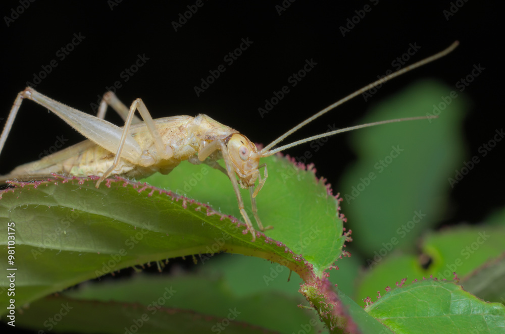 Italian tree cricket (Oecanthus pellucens)
Italian tree cricket (Oecanthus pellucens)