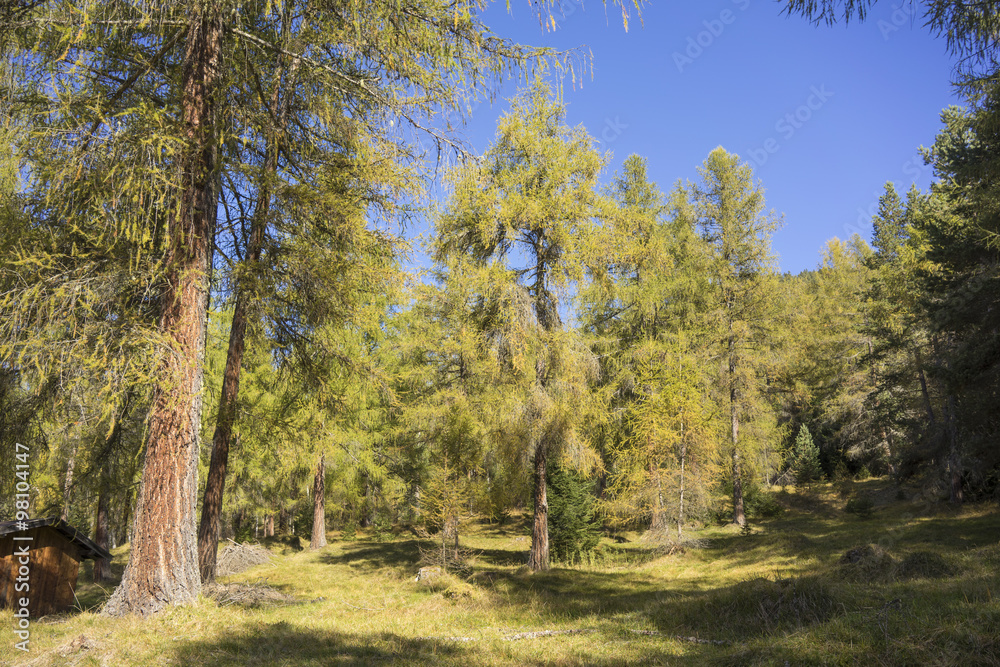 Sunny Austrian Evergreen Forest with Clearing