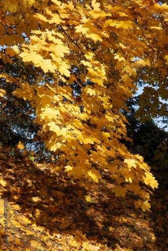 maple tree with yelow leaves at autumn