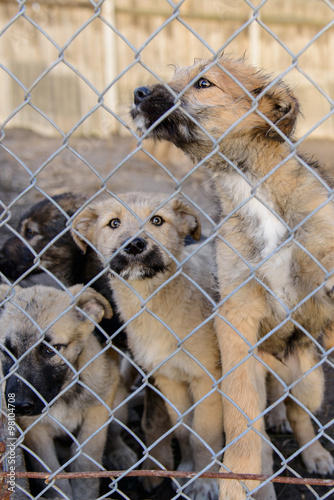 dogs in shelter