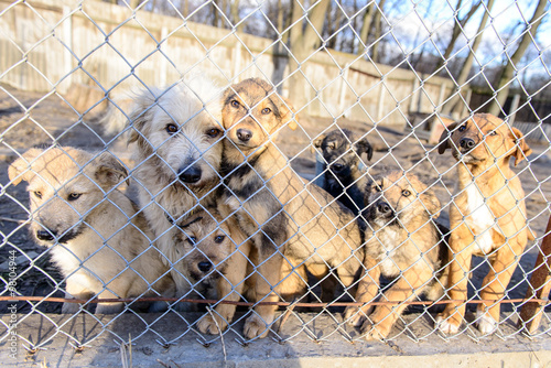 dogs in shelter