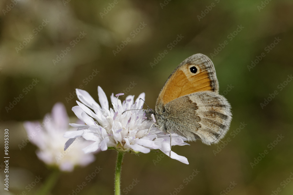 Obraz premium Coenonympha pamphilus, Kleiner Heufalter, Kleines Wiesenvögelchen, europäischer Tagfalter